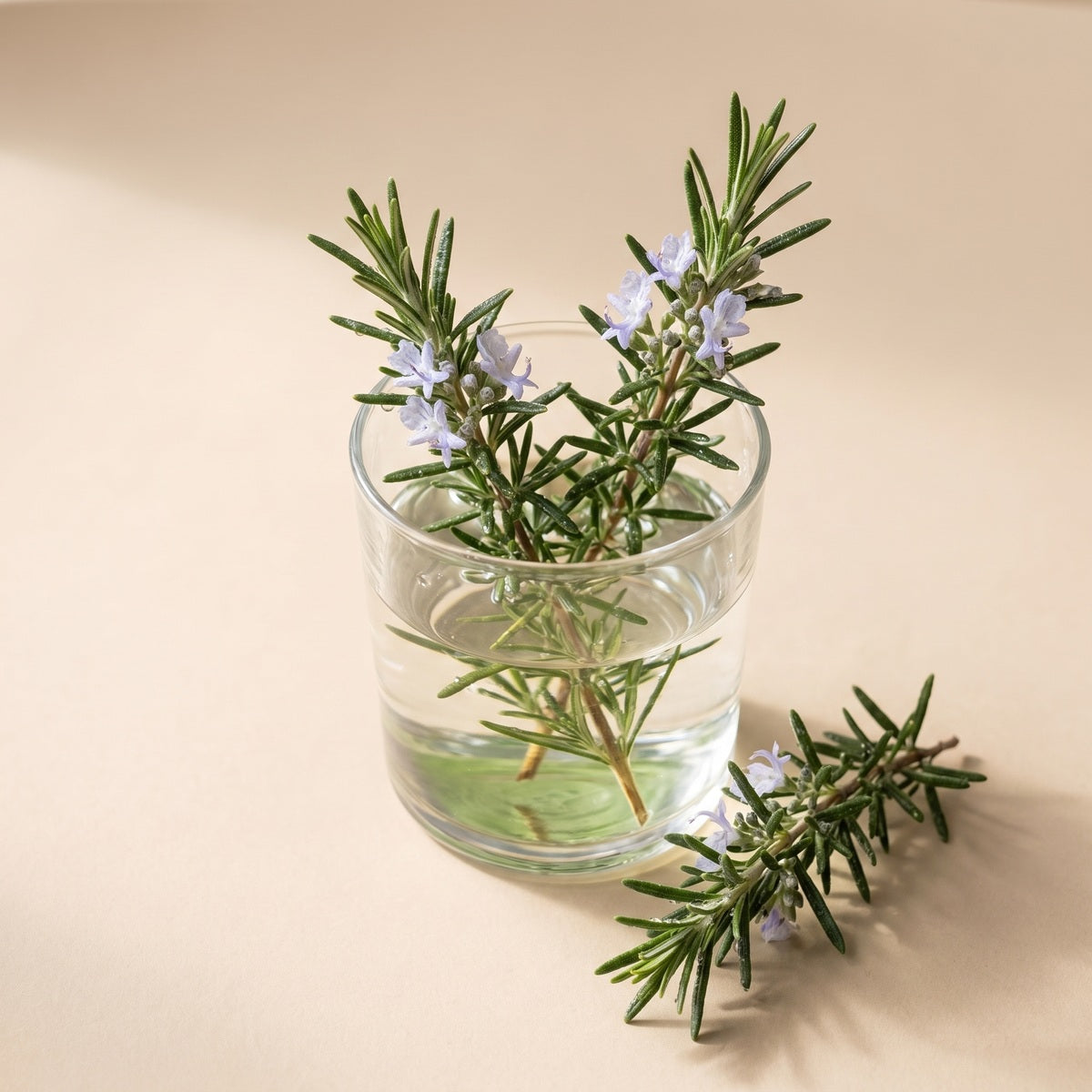 A sprig of fresh rosemary in flower on a sand-coloured surface